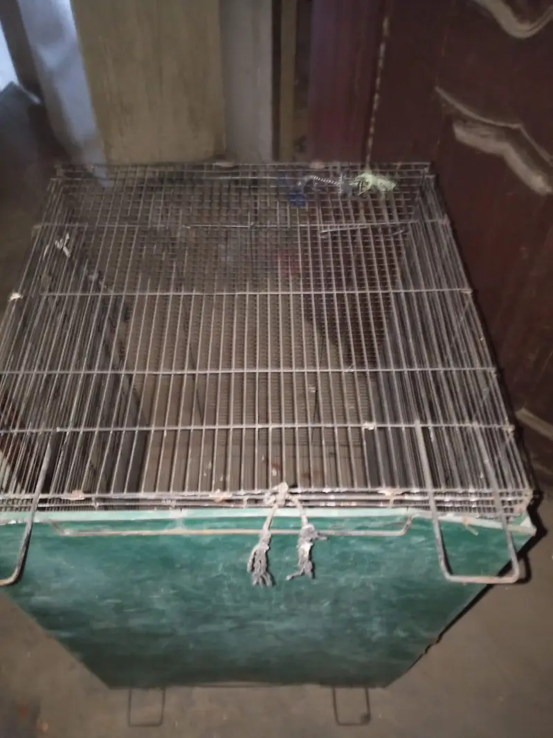 large size cages — photo 3