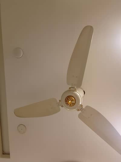 Royal AC