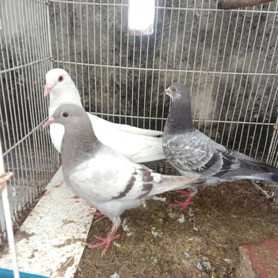 Pigeon For Sale