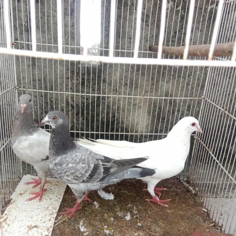 Pigeon For Sale — photo 2