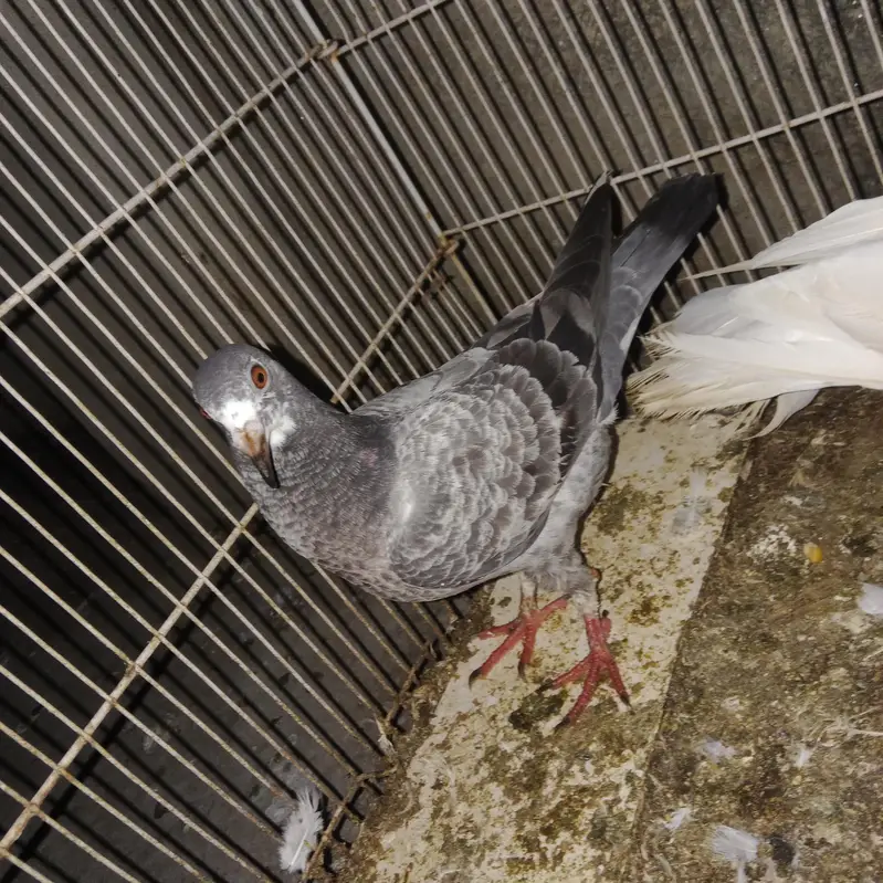 Pigeon For Sale — photo 3