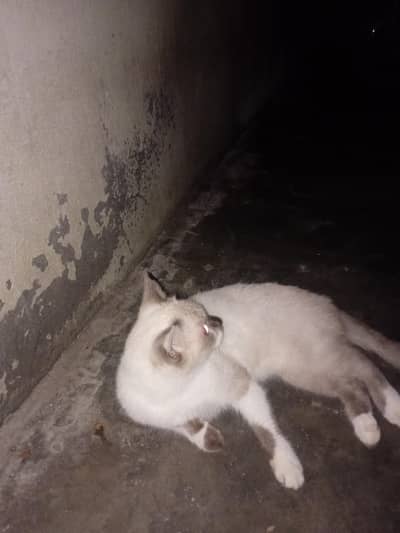 Russians cat avaliable