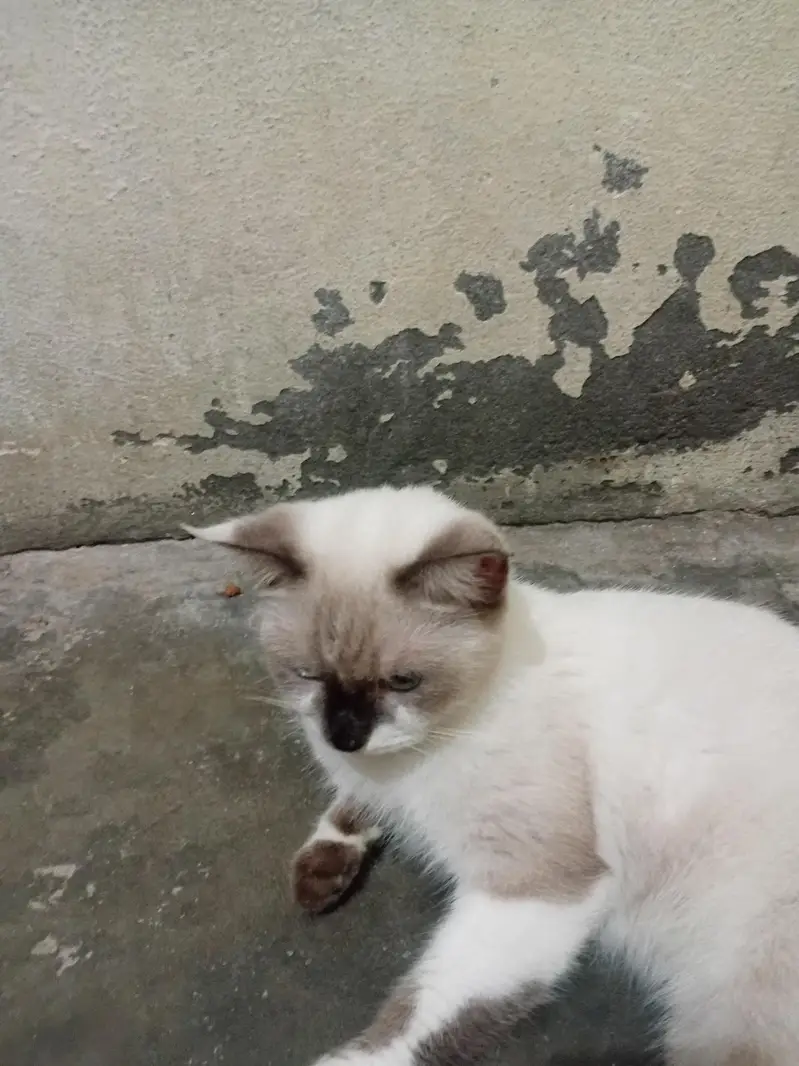 Russians cat avaliable — photo 2