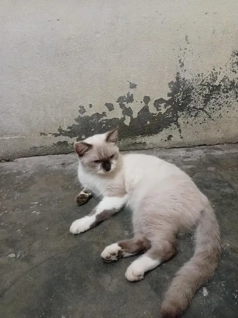 Russians cat avaliable — photo 3