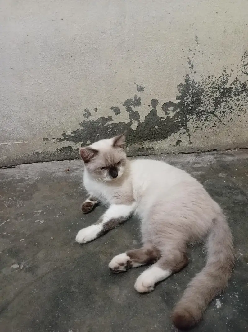 Russians cat avaliable — photo 4