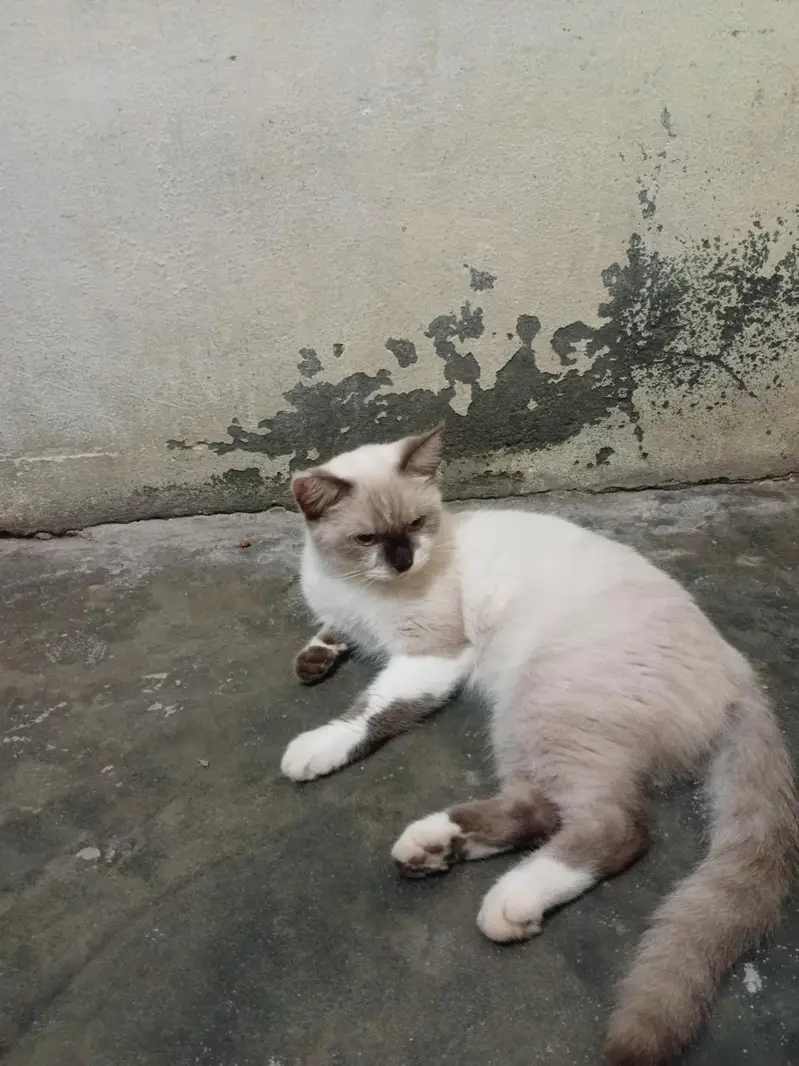 Russians cat avaliable — photo 5
