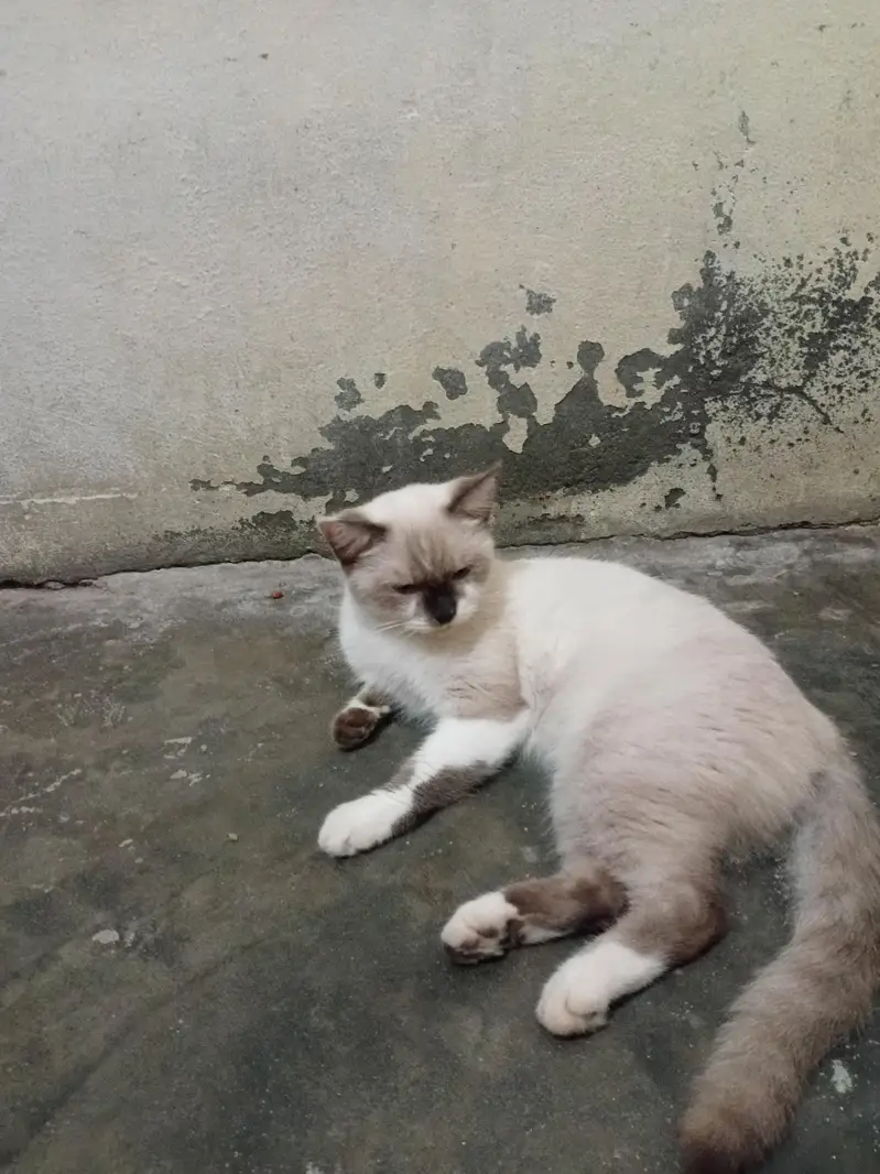 Russians cat avaliable — photo 6