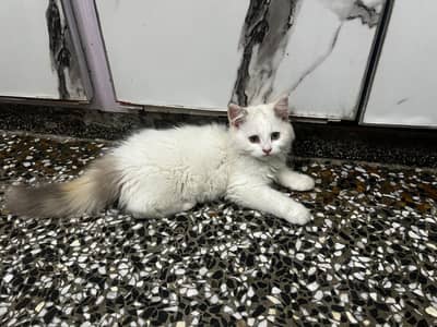 white Persian kittens