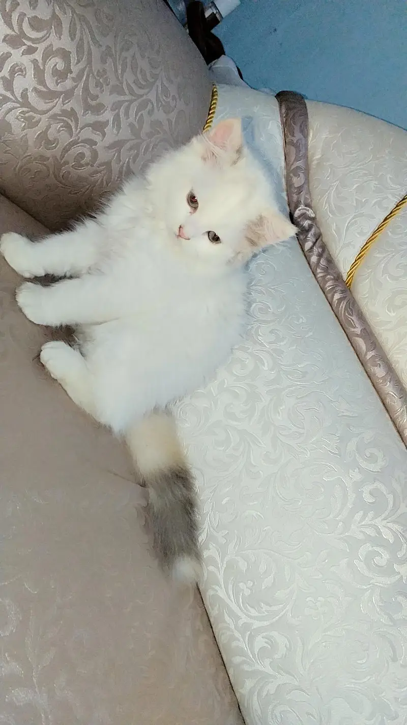 white Persian kittens — photo 2