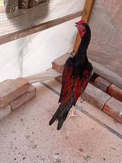 aseel mianwali pair avaiable