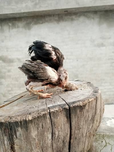 Thai cross aseel chicks available