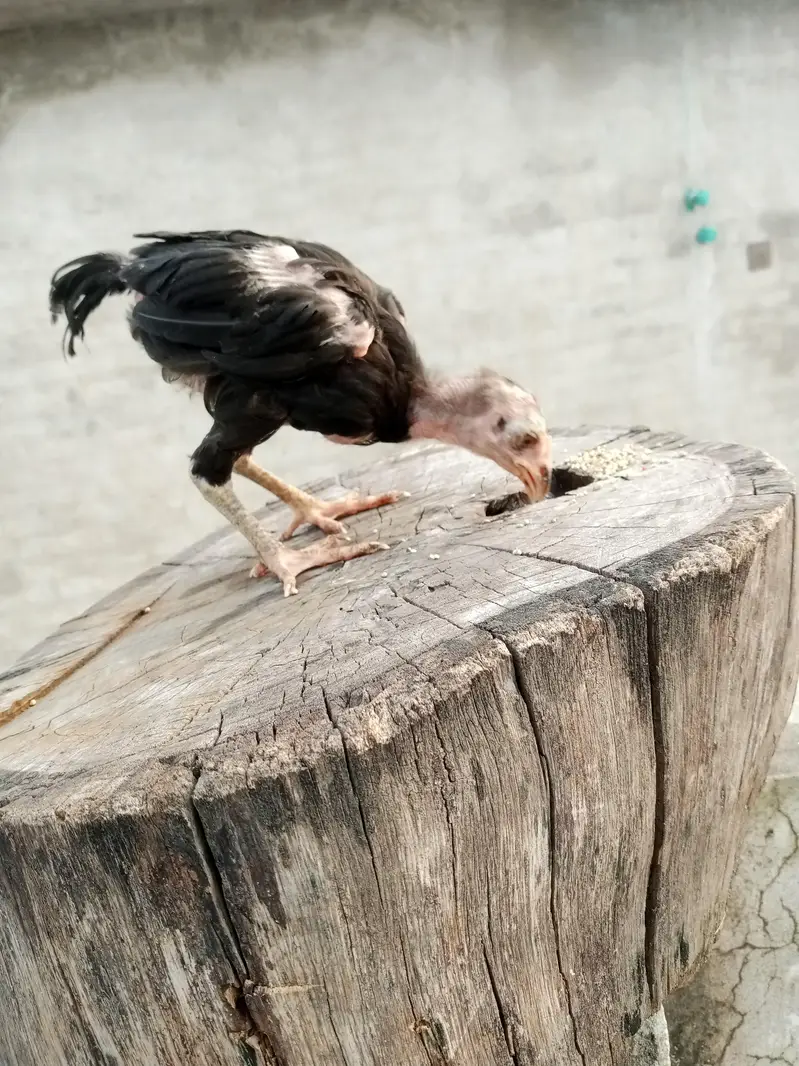 Thai cross aseel chicks available — photo 2