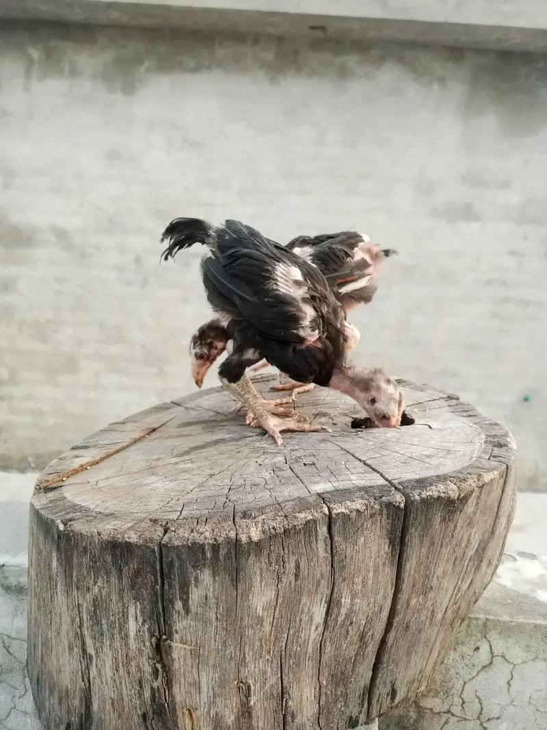 Thai cross aseel chicks available — photo 3