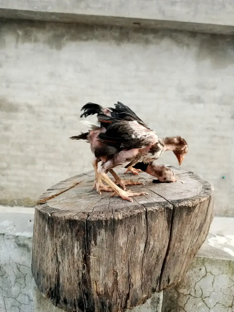Thai cross aseel chicks available — photo 4