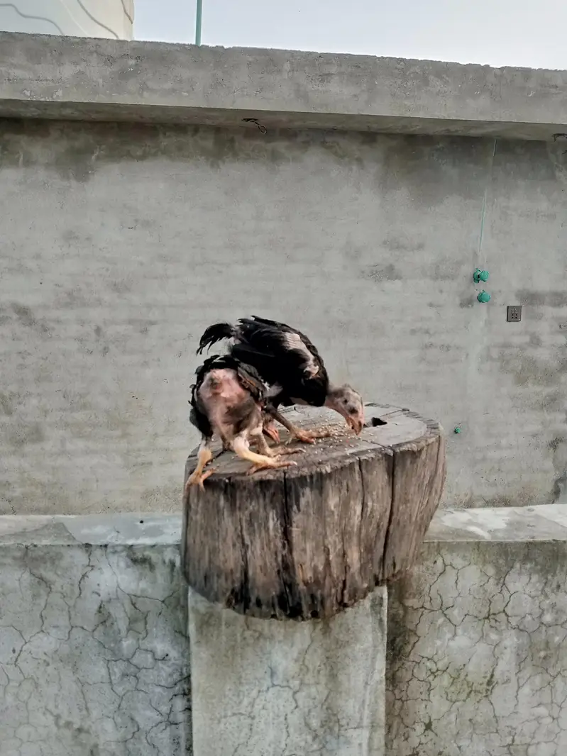 Thai cross aseel chicks available — photo 5