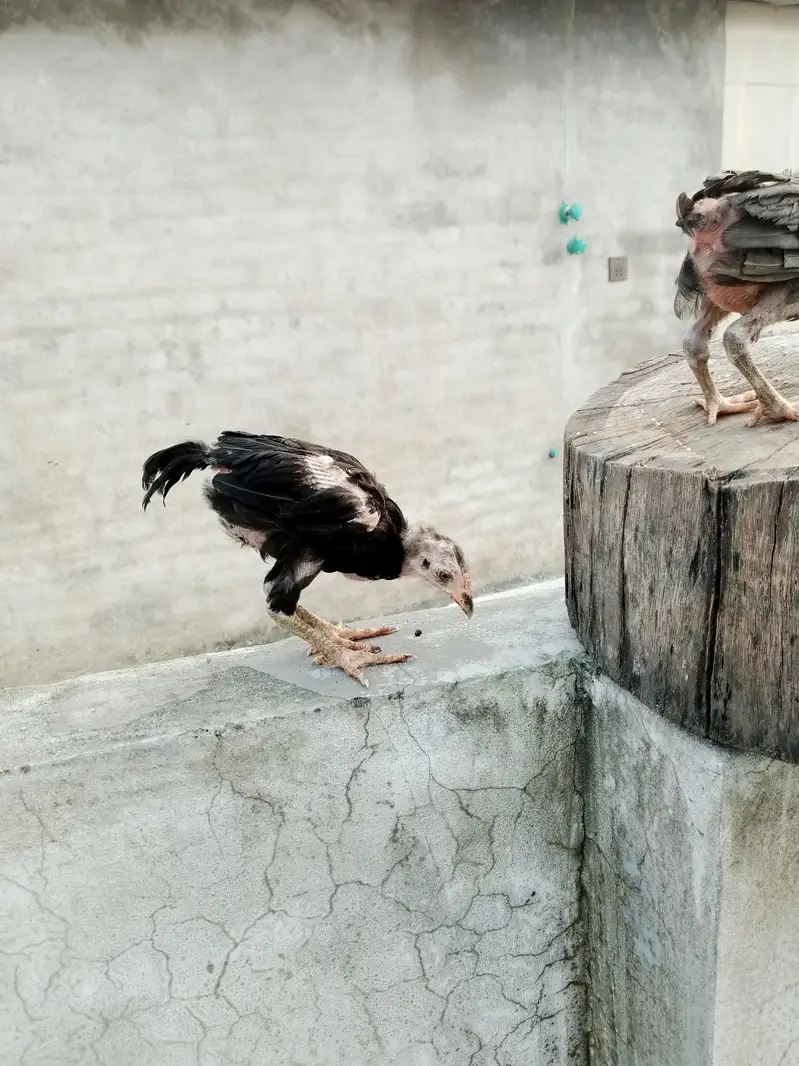 Thai cross aseel chicks available — photo 6