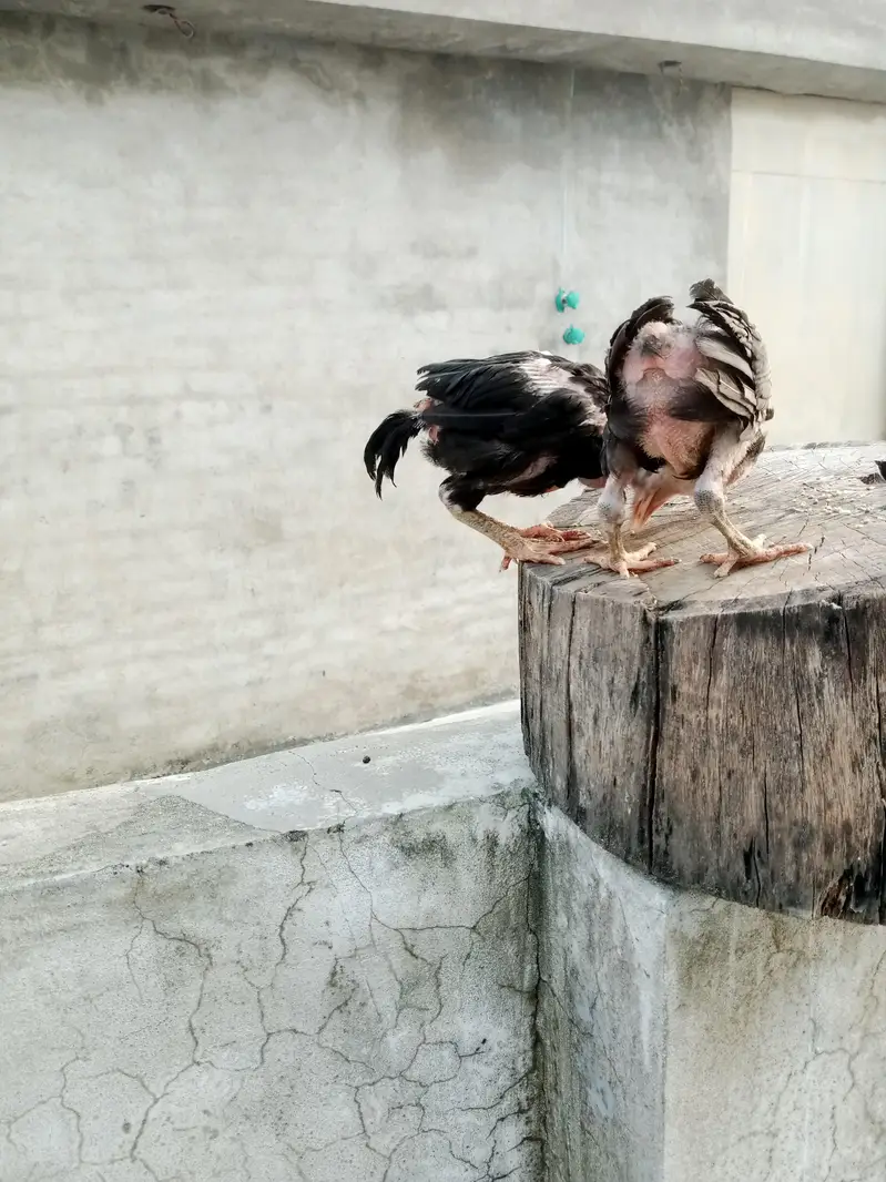 Thai cross aseel chicks available — photo 7
