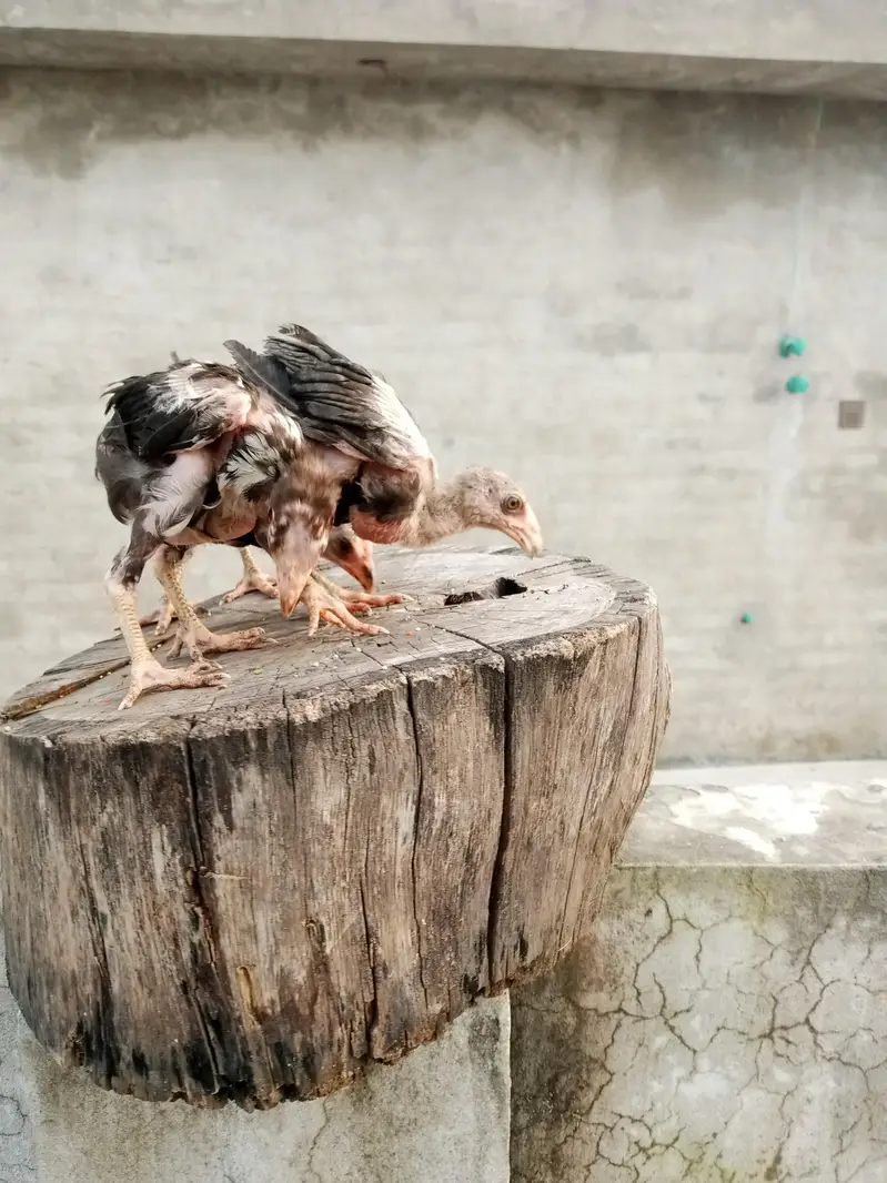Thai cross aseel chicks available — photo 8