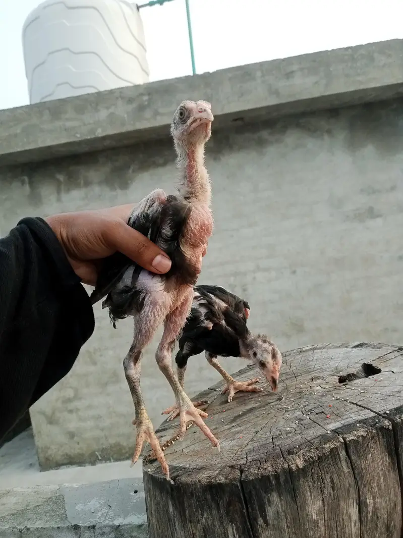 Thai cross aseel chicks available — photo 9