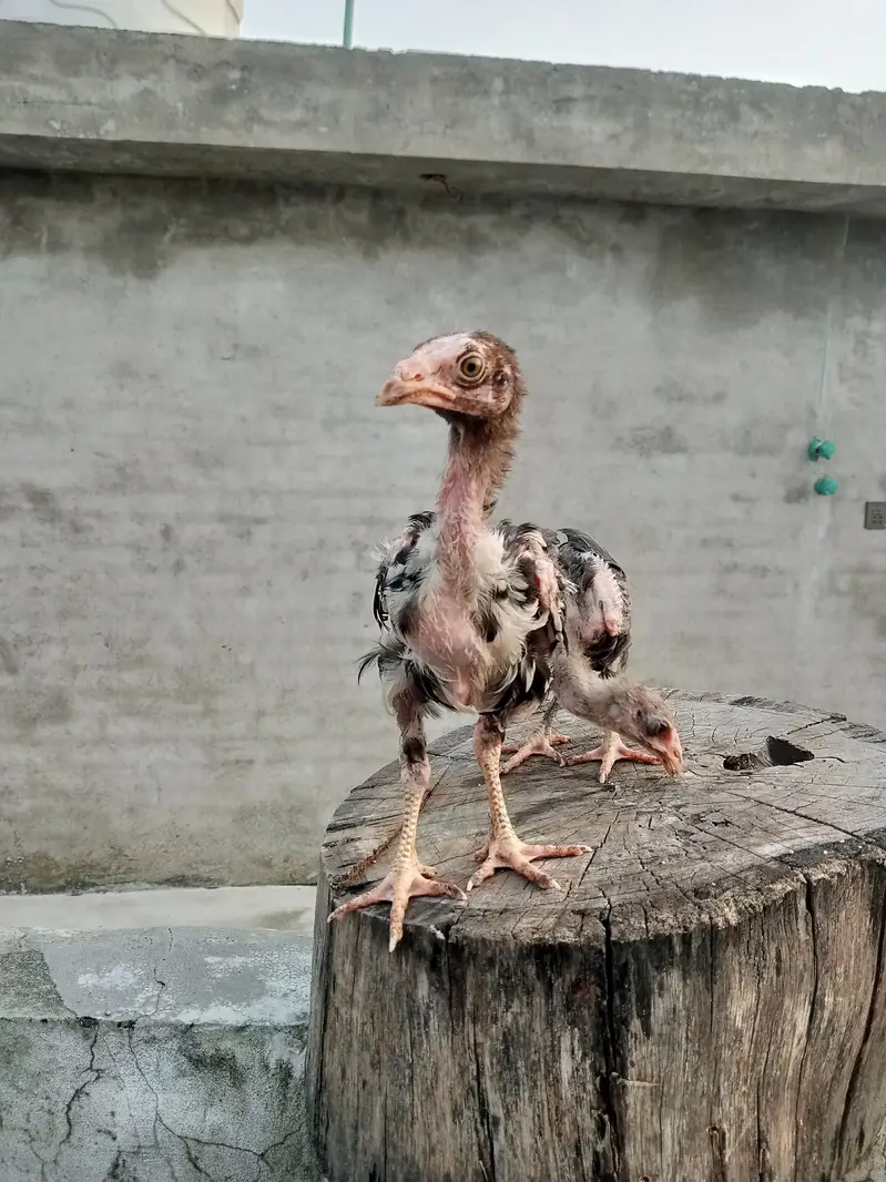 Thai cross aseel chicks available — photo 10