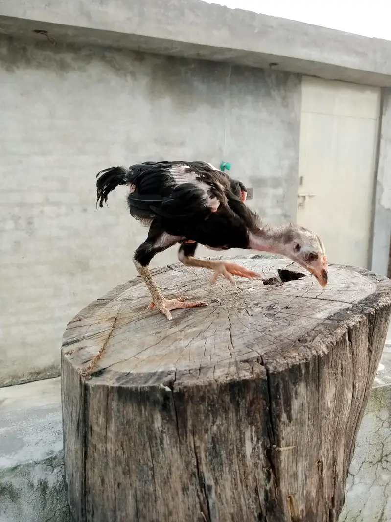 Thai cross aseel chicks available — photo 11