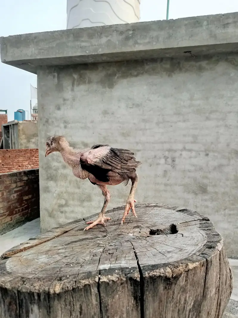 Thai cross aseel chicks available — photo 12