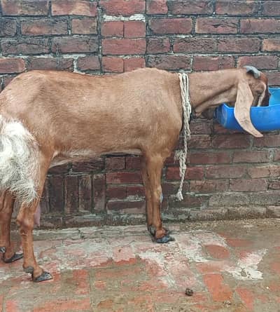 Makhi Cheeni Breed male females available for new home