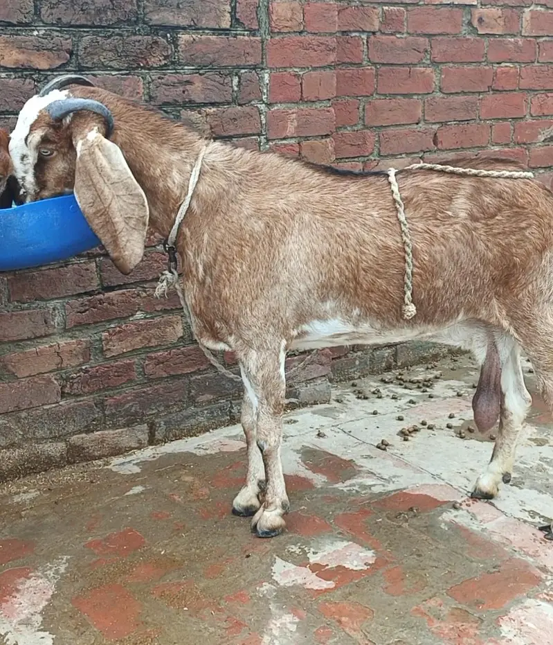 Makhi Cheeni Breed male females available for new home — photo 3