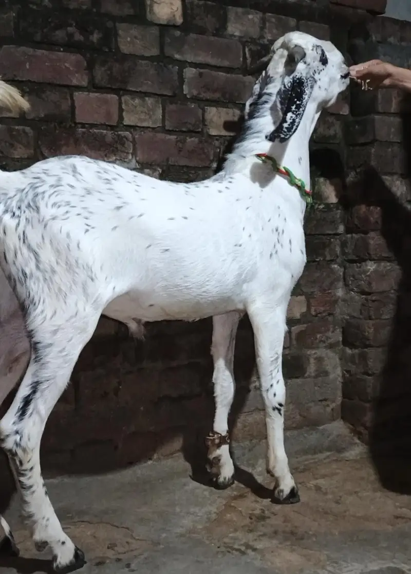 Makhi Cheeni Breed male females available for new home — photo 4