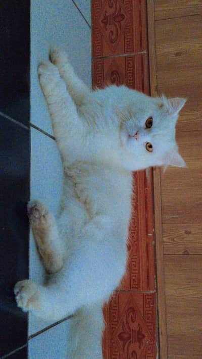 Persian Cat White