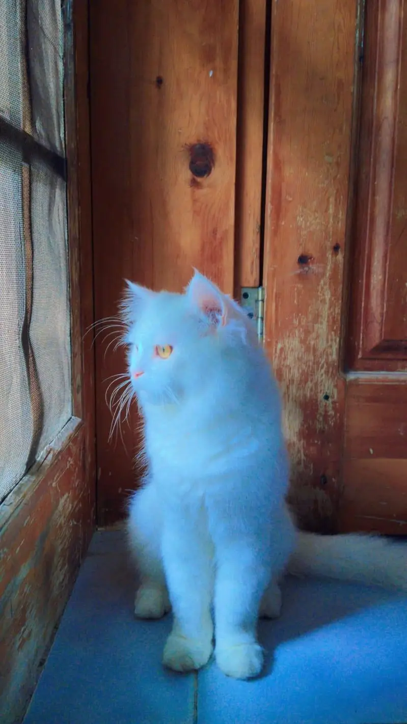 Persian Cat White — photo 2