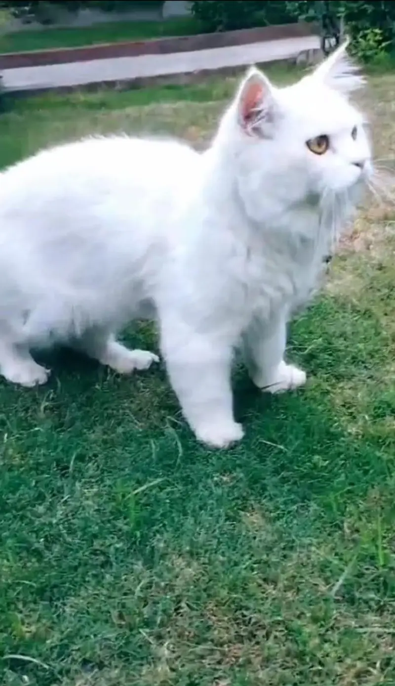 Persian Cat White — photo 4
