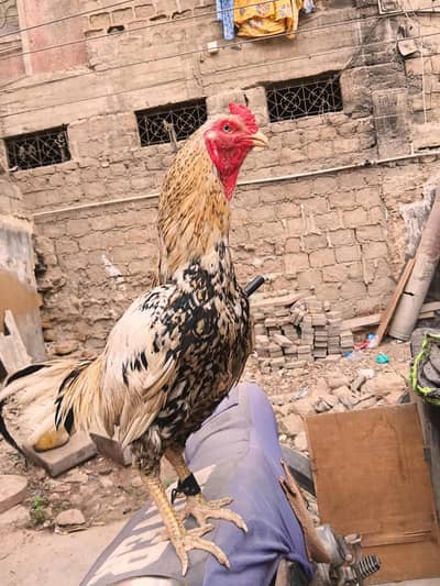 aseel murga for sale