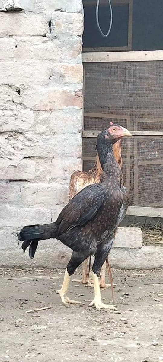 بہترین میانوالی مادی 5500 4