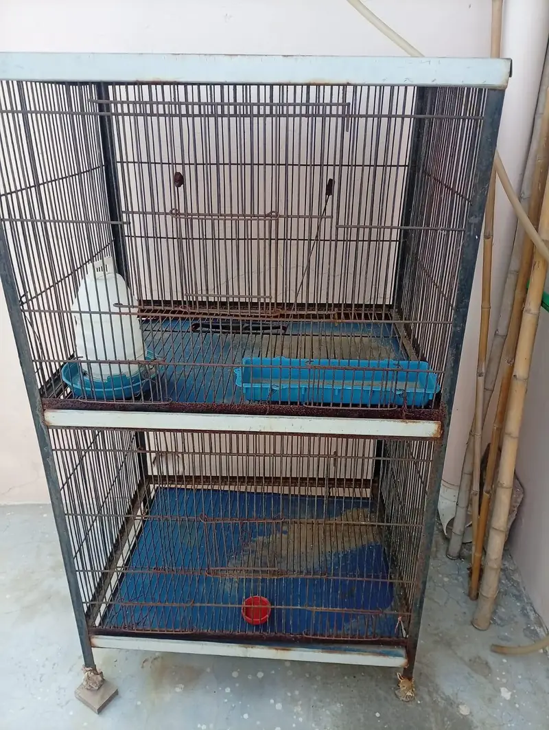 Double Story Bird Cage – دو منزلہ پرندوں کا پنجرہ — photo 3