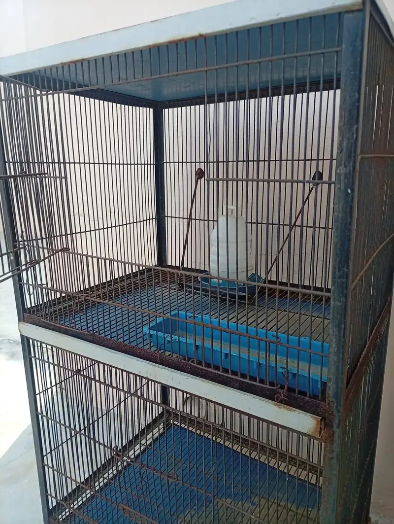 Double Story Bird Cage – دو منزلہ پرندوں کا پنجرہ — photo 4