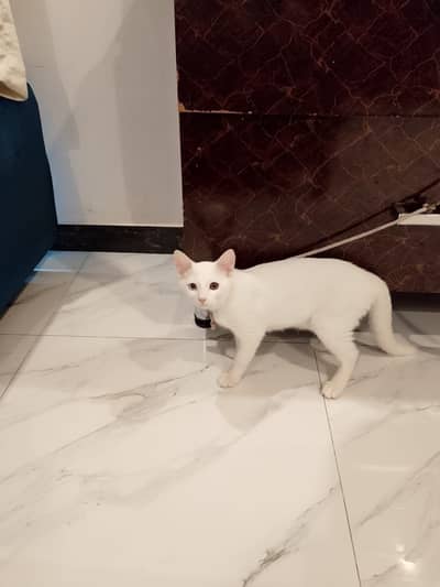 Persian cat urgent sale