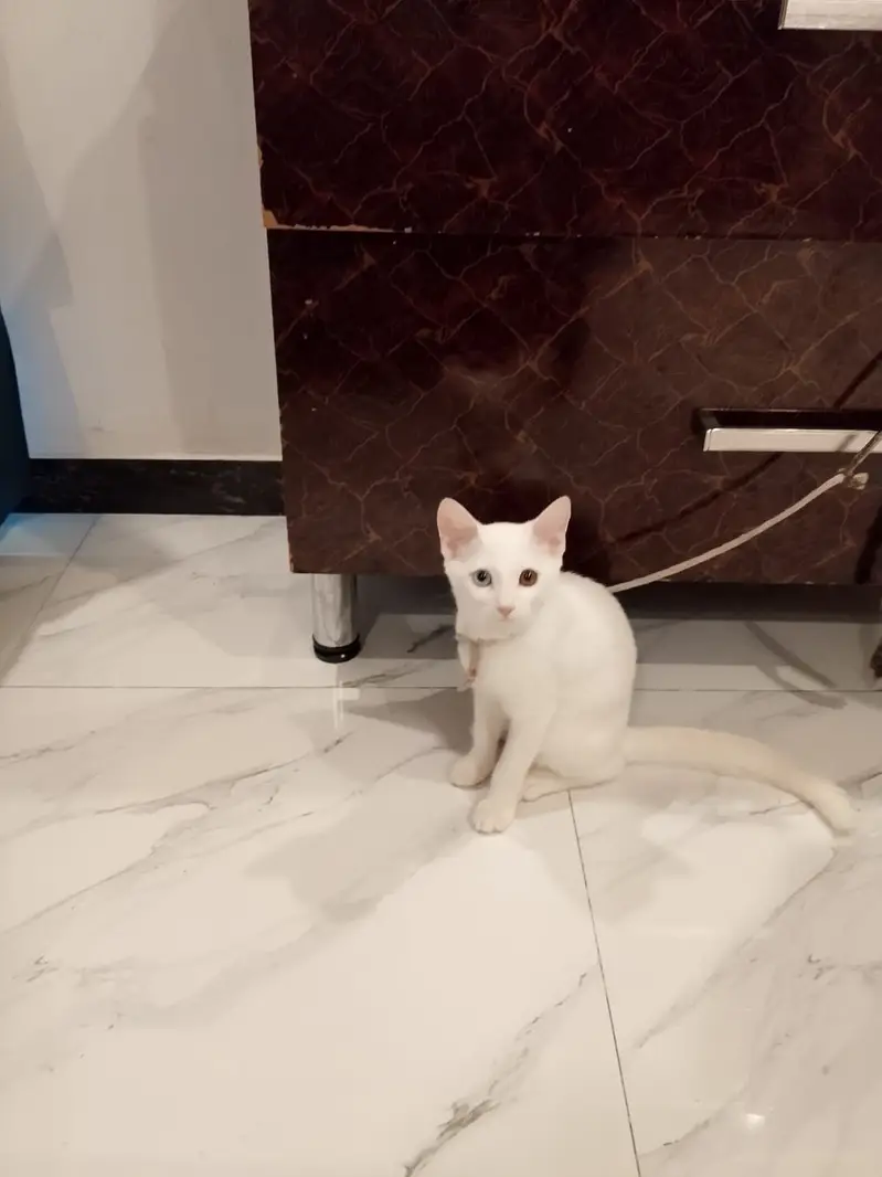 Persian cat urgent sale — photo 2