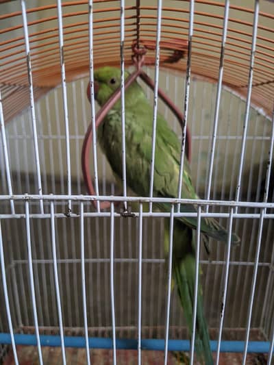 mithu parrot pair chikes