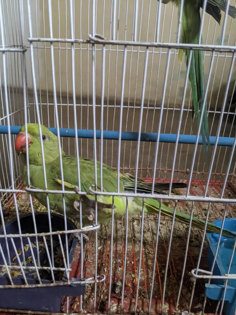 mithu parrot pair chikes — photo 2