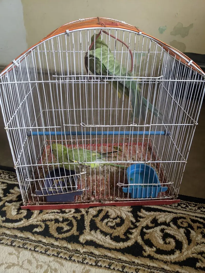 mithu parrot pair chikes — photo 3