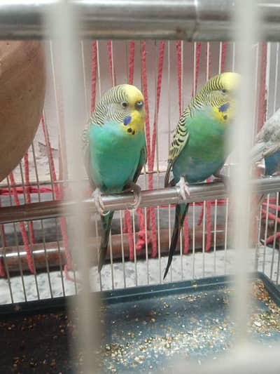 budgue Australin sparrows parrot's for sale 0327-6211765 WhatsApp