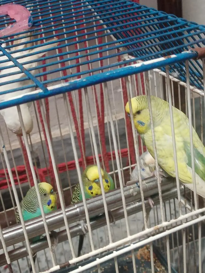 budgue Australin sparrows parrot's for sale 0327-6211765 WhatsApp — photo 2