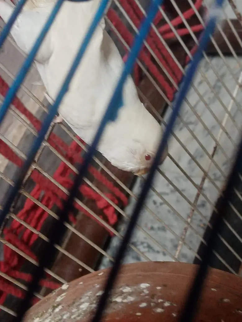 budgue Australin sparrows parrot's for sale 0327-6211765 WhatsApp — photo 3