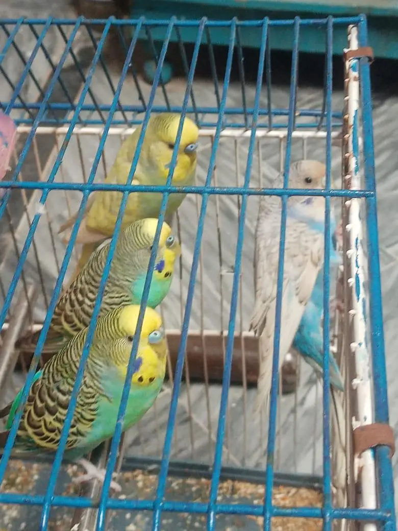 budgue Australin sparrows parrot's for sale 0327-6211765 WhatsApp — photo 4