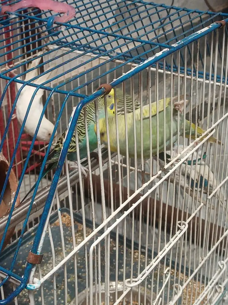 budgue Australin sparrows parrot's for sale 0327-6211765 WhatsApp — photo 5