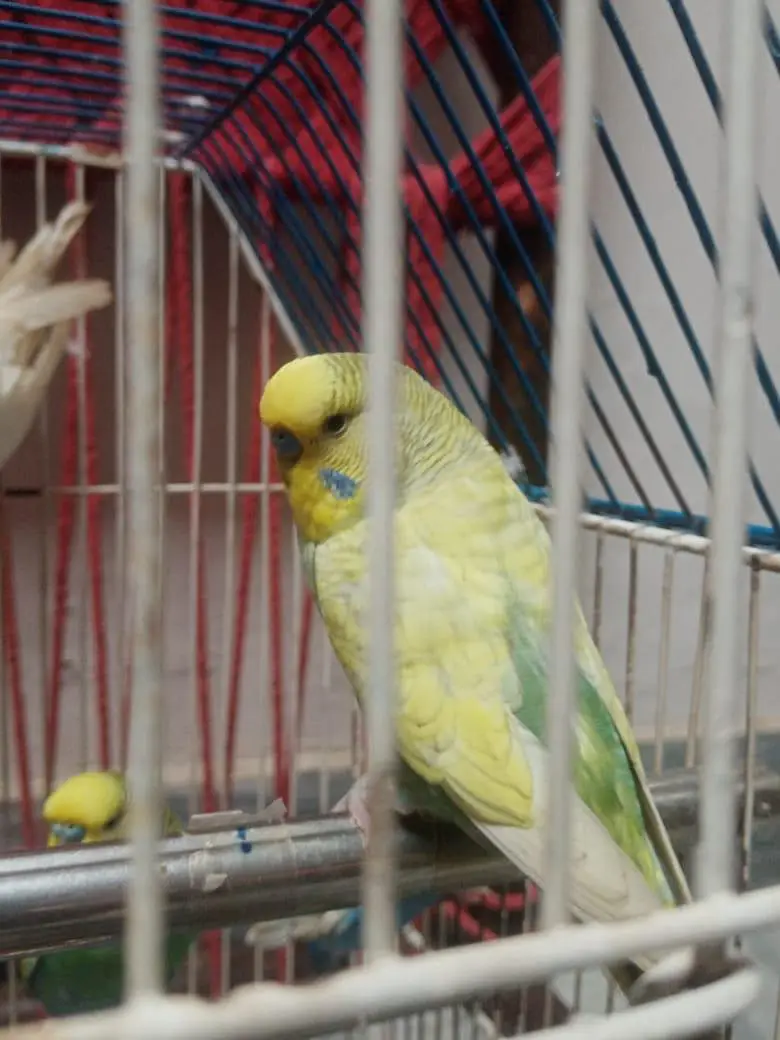 budgue Australin sparrows parrot's for sale 0327-6211765 WhatsApp — photo 6