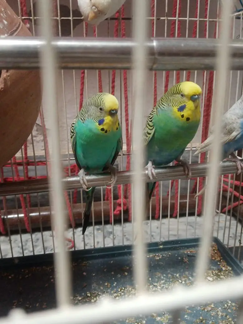 budgue Australin sparrows parrot's for sale 0327-6211765 WhatsApp — photo 7