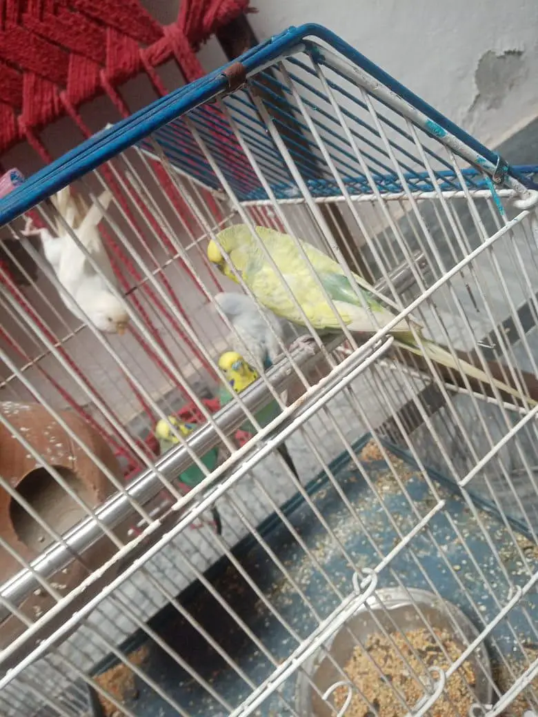 budgue Australin sparrows parrot's for sale 0327-6211765 WhatsApp — photo 8