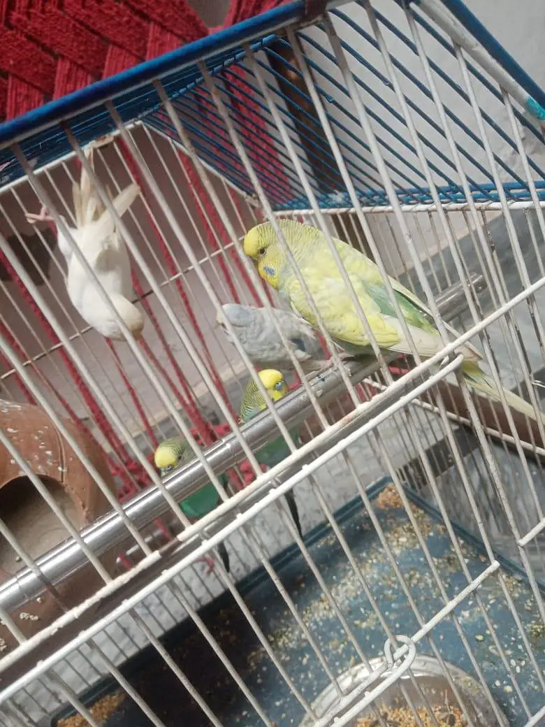 budgue Australin sparrows parrot's for sale 0327-6211765 WhatsApp — photo 9